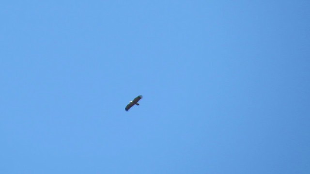 Lesser Spotted Eagle - ML228518721
