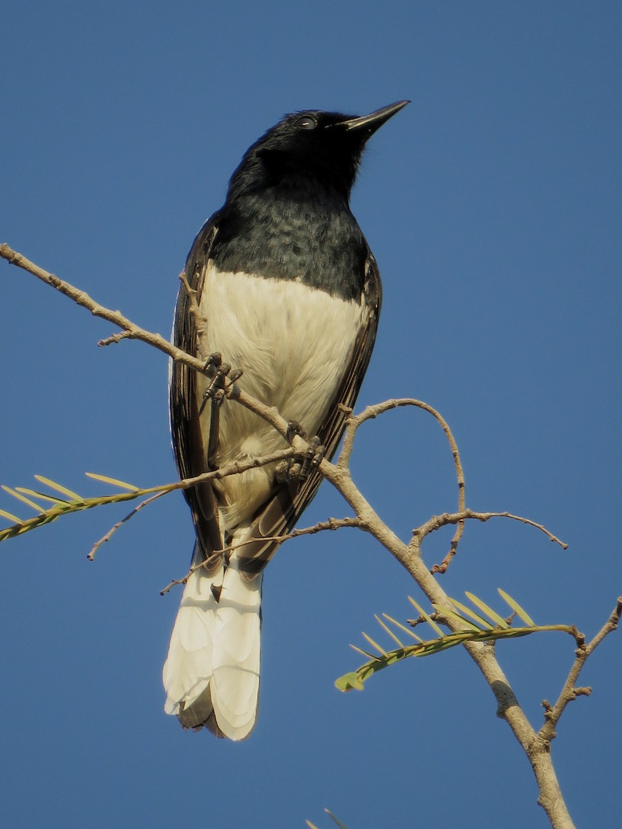 Oriental Magpie-Robin - Santharam V