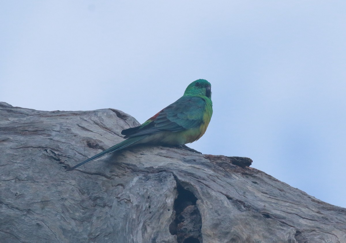 Red-rumped Parrot - ML228521781