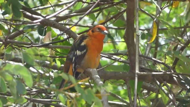 Flame-colored Tanager - ML228524321