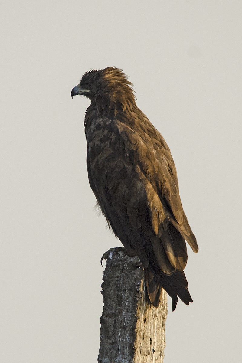 Greater Spotted Eagle - praveen Rao koli