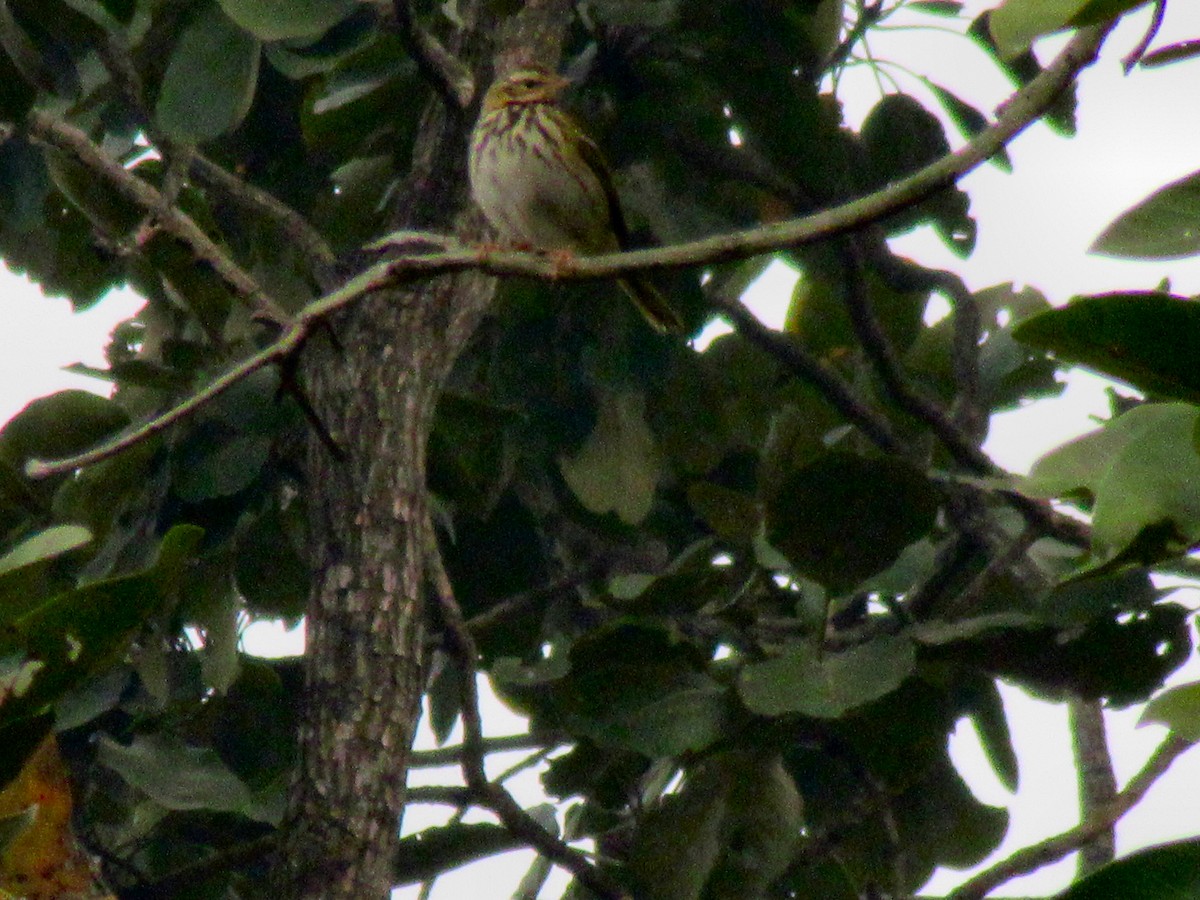 Olive-backed Pipit - ML22852741