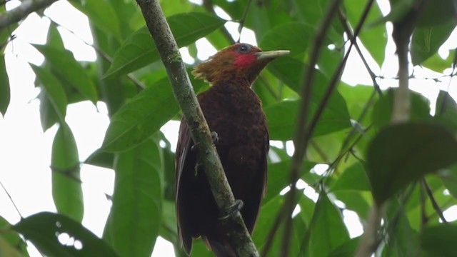 Chestnut-colored Woodpecker - ML228528341