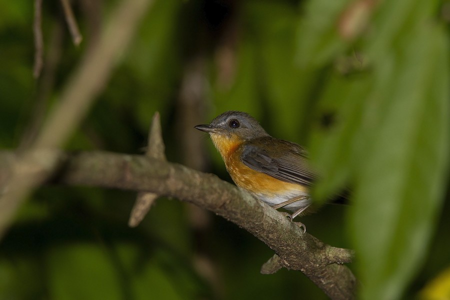 East Coast Akalat (Gunning's) - eBird