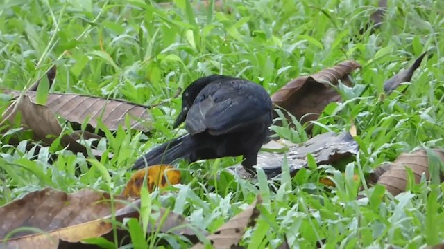 Melodious Blackbird - ML228532991