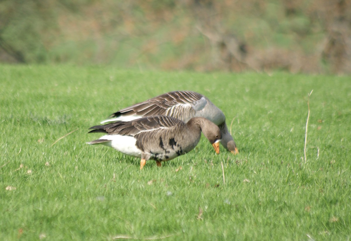 Greater White-fronted Goose (Greenland) - ML228535021