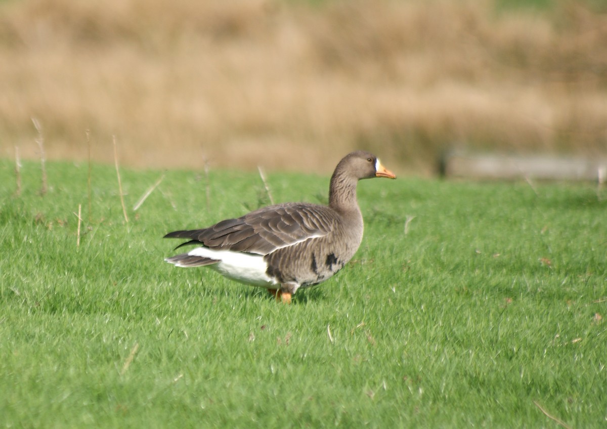 Greater White-fronted Goose (Greenland) - Daniel Branch