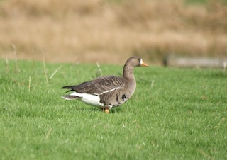 Greater White-fronted Goose (Greenland), ML228535081