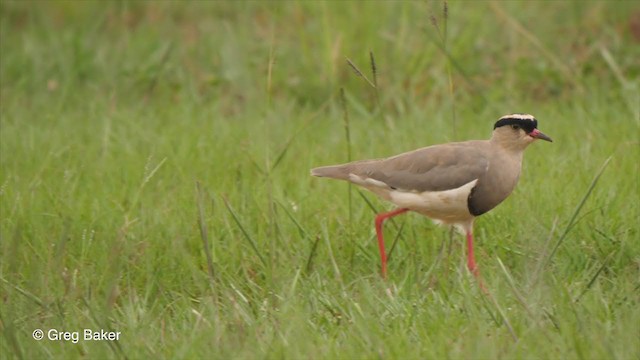 Crowned Lapwing - ML228536011