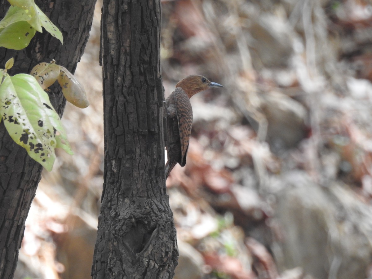 Rufous Woodpecker - tanmay mukhopadhyay