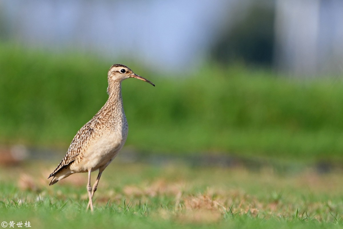 Little Curlew - Shigui Huang