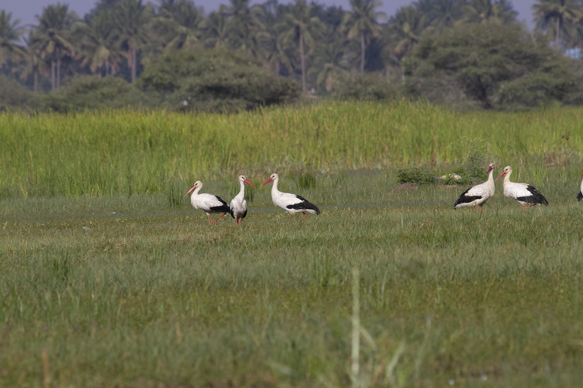White Stork - Prabhakar Manjunath