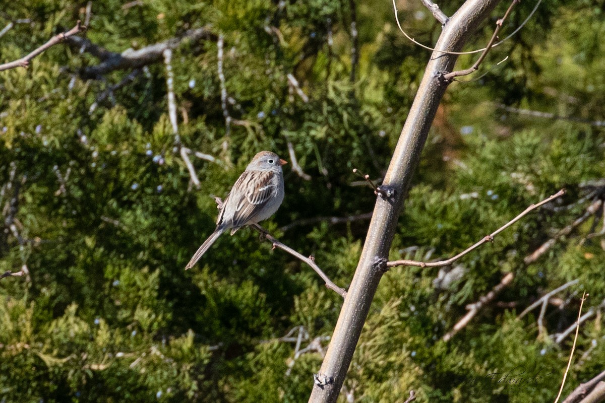 Field Sparrow - Boni Edwards