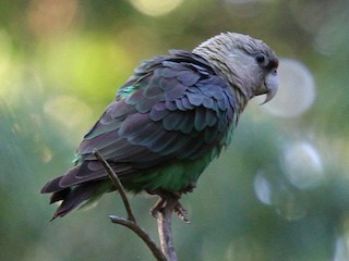  - Cape Parrot