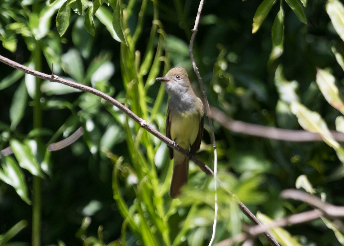 Great Crested Flycatcher - ML228549251