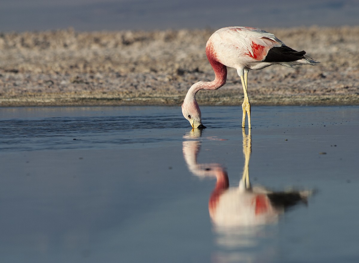 Andean Flamingo - ML228549711