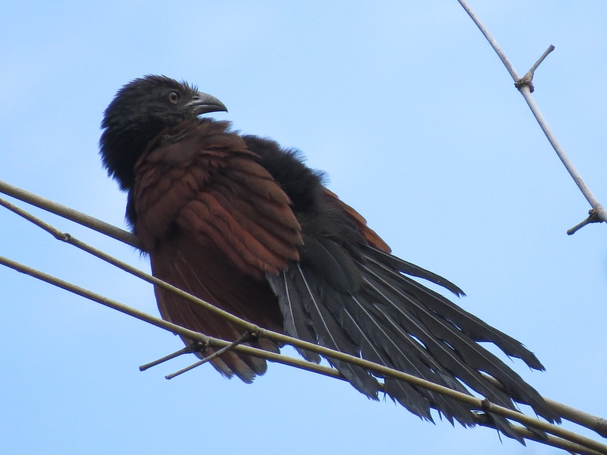 Greater Coucal - ML228553031