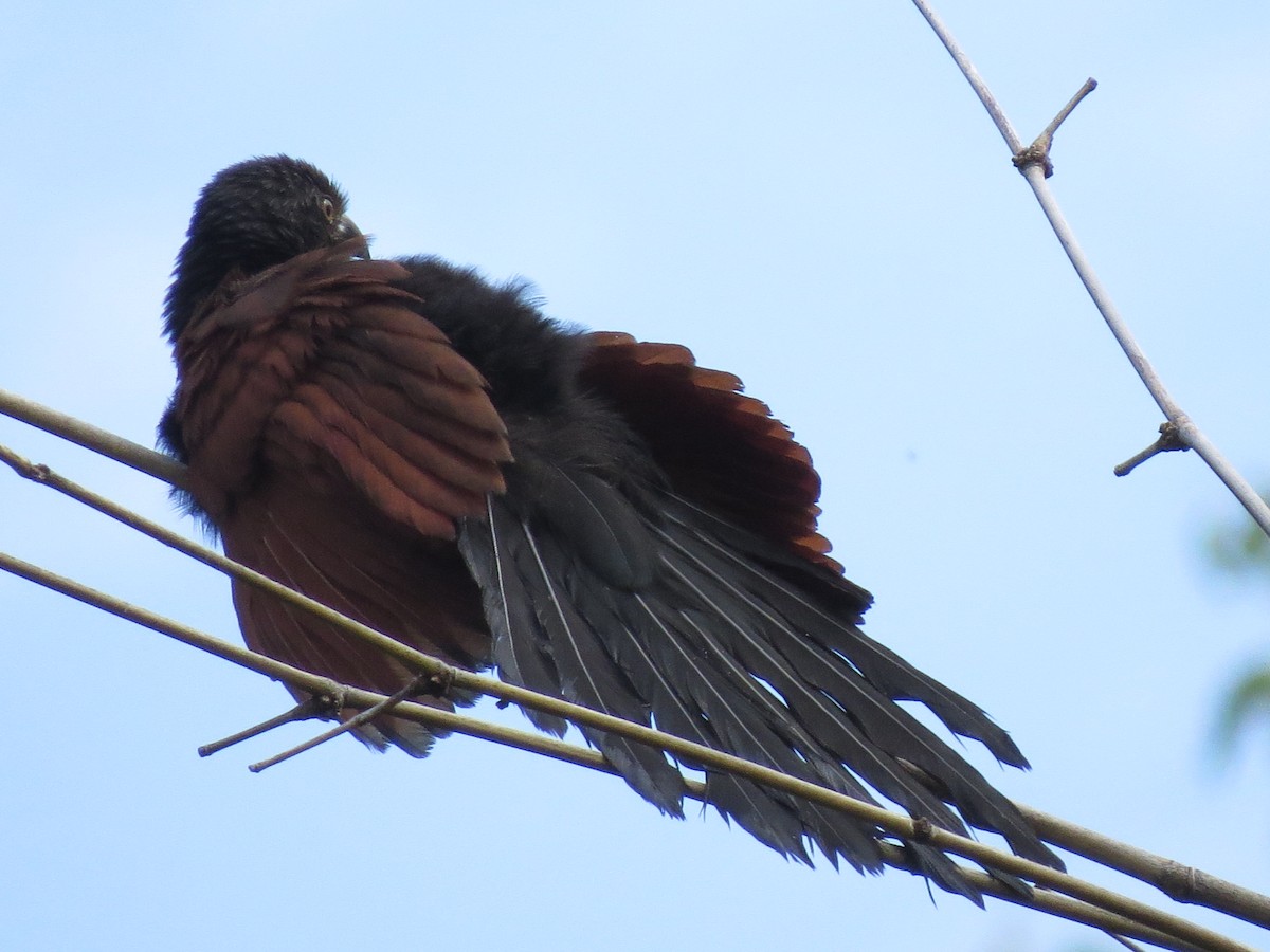 Greater Coucal - ML228553301