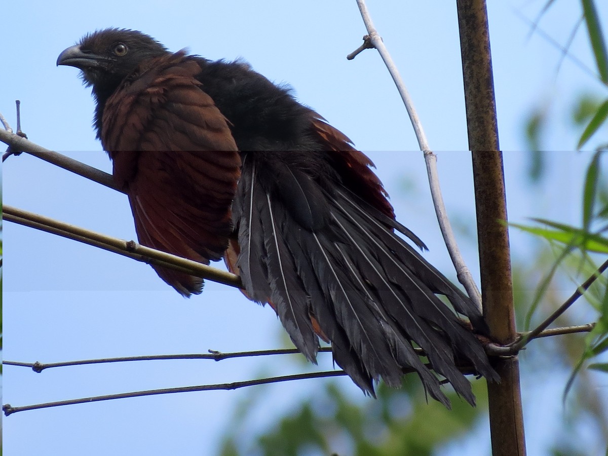 Greater Coucal - ML228554991