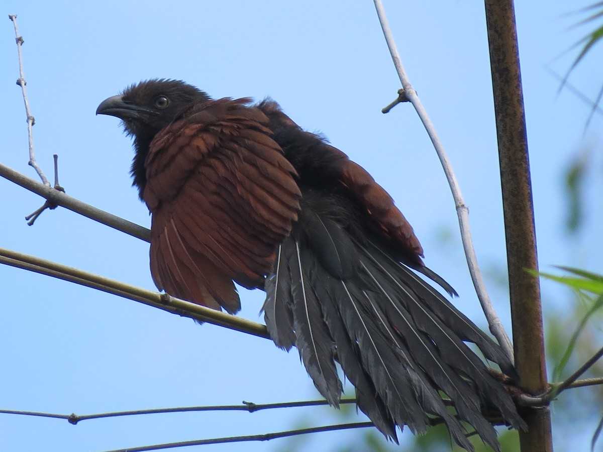 Greater Coucal - ML228555461