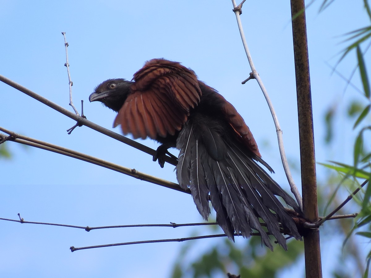 Greater Coucal - ML228555691