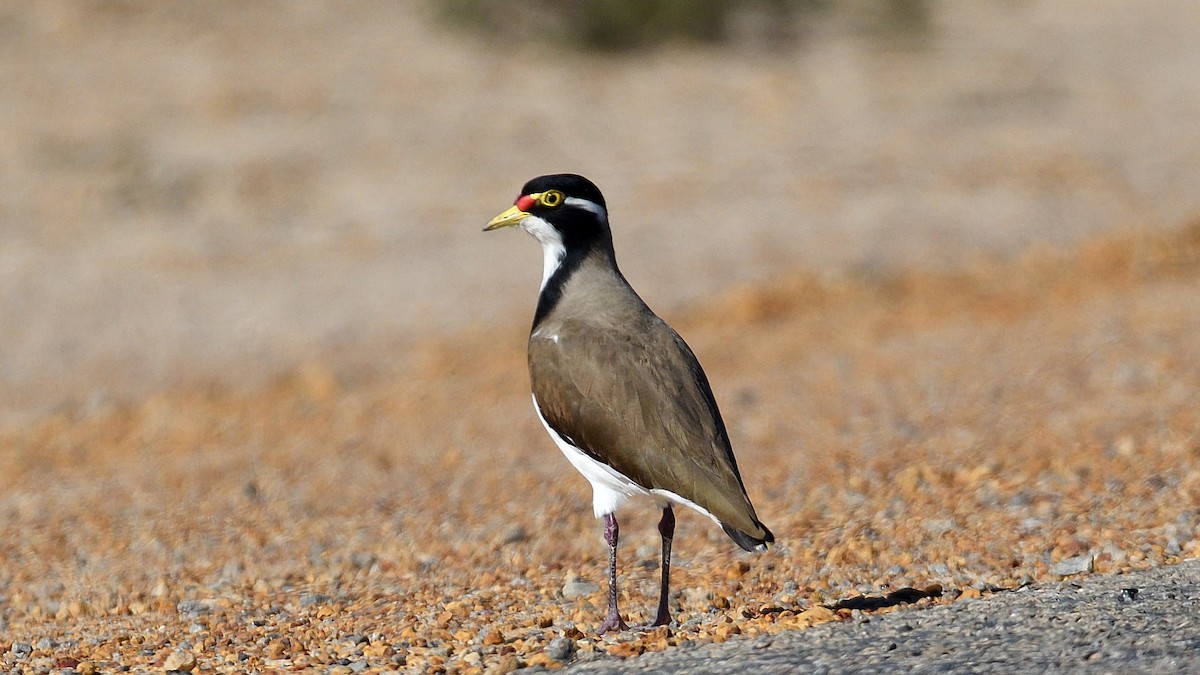 Banded Lapwing - ML228559941