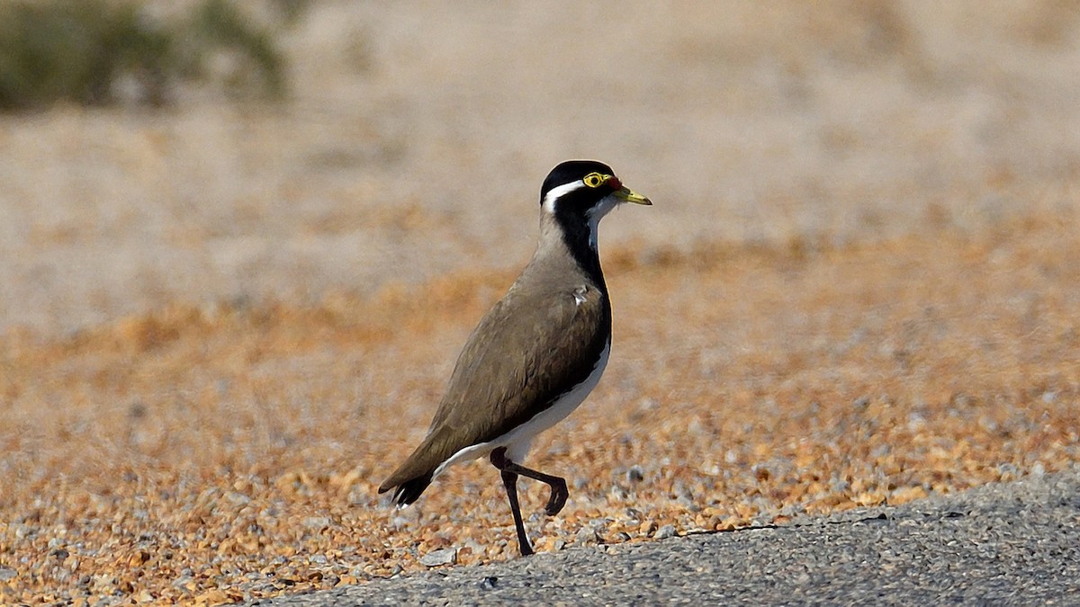 Banded Lapwing - ML228560131