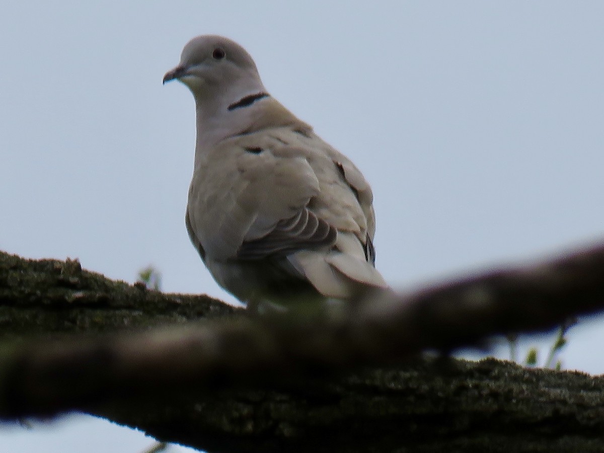 Eurasian Collared-Dove - ML228561091