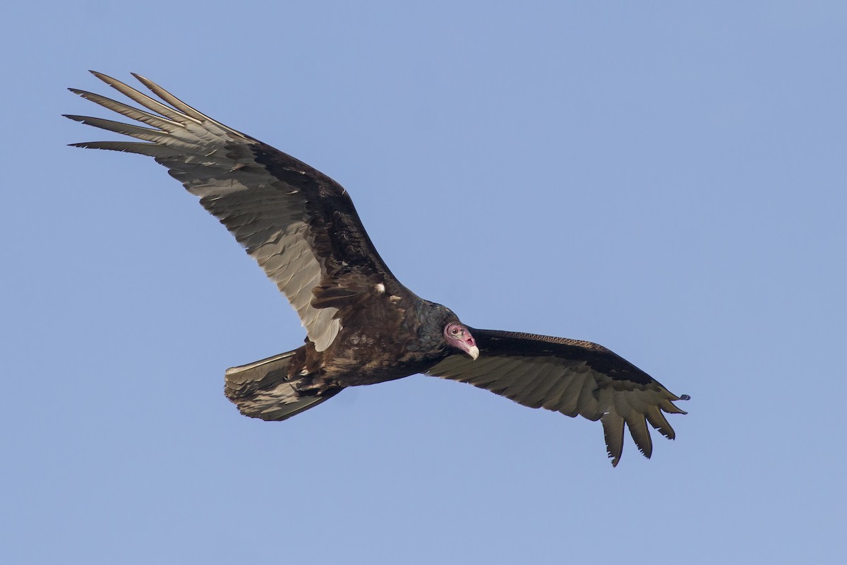 Turkey Vulture - Samuel Paul Galick