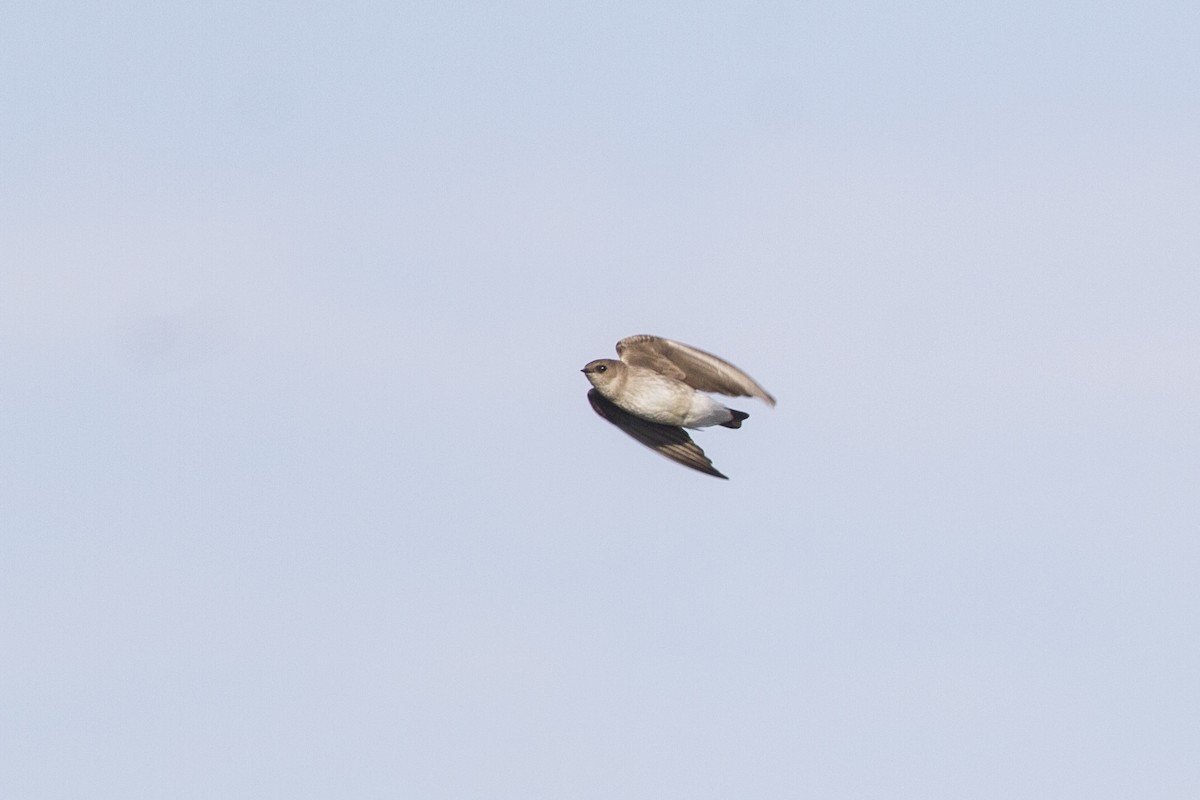 Northern Rough-winged Swallow - ML228561701