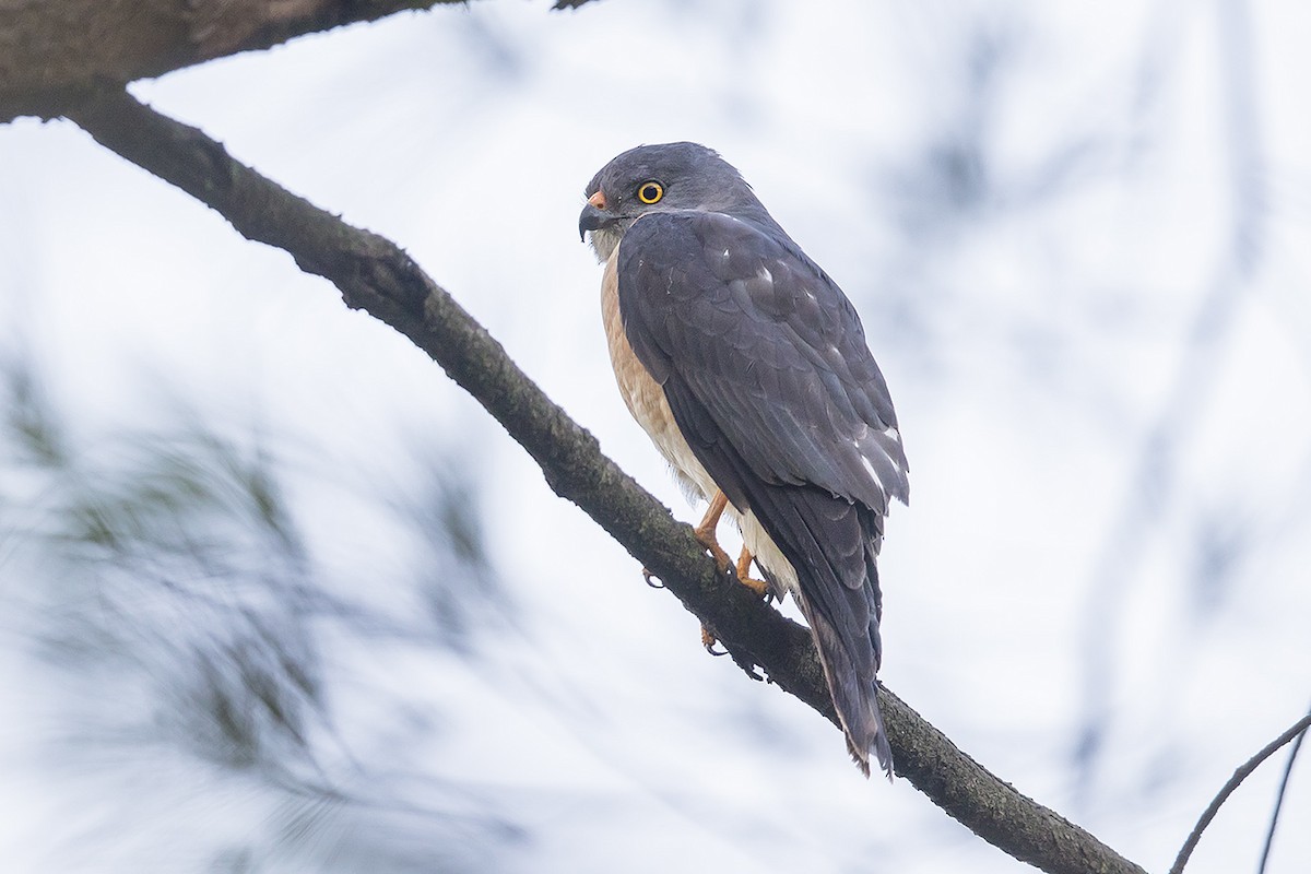Chinese Sparrowhawk - ML228563191