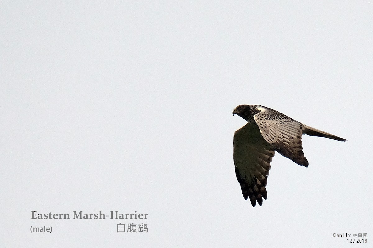 Eastern Marsh Harrier - Lim Ying Hien