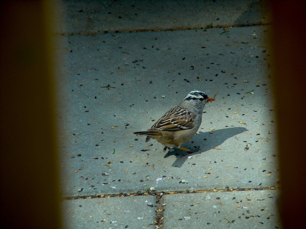 White-crowned Sparrow - ML228568461