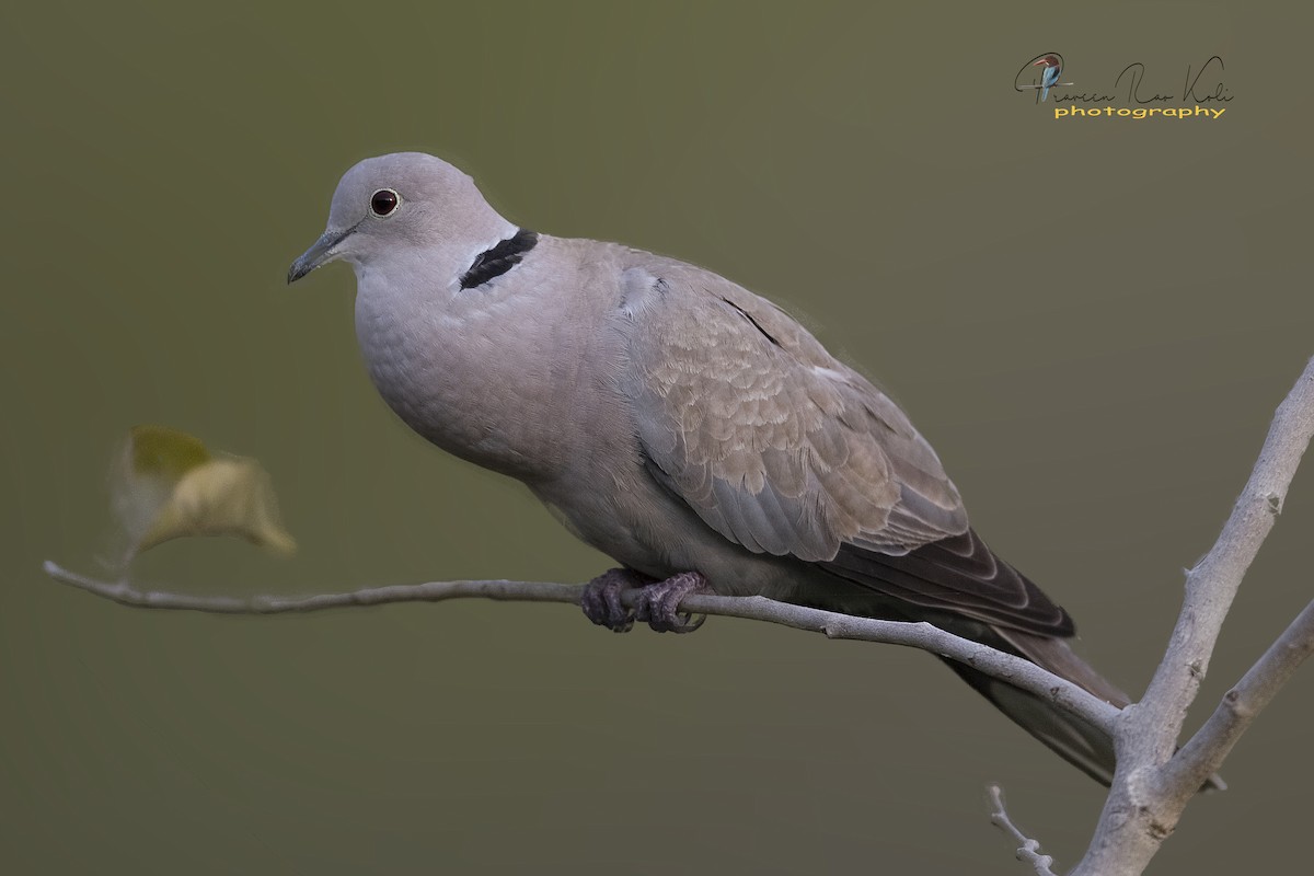 Eurasian Collared-Dove - praveen Rao koli