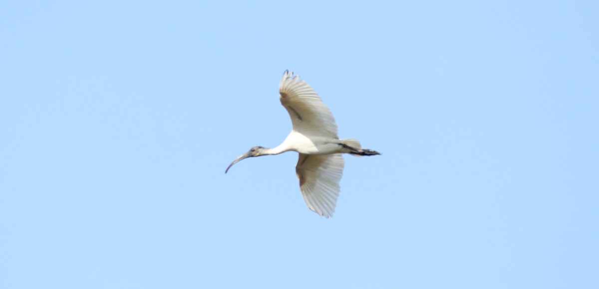 ibis černohlavý - ML22857451