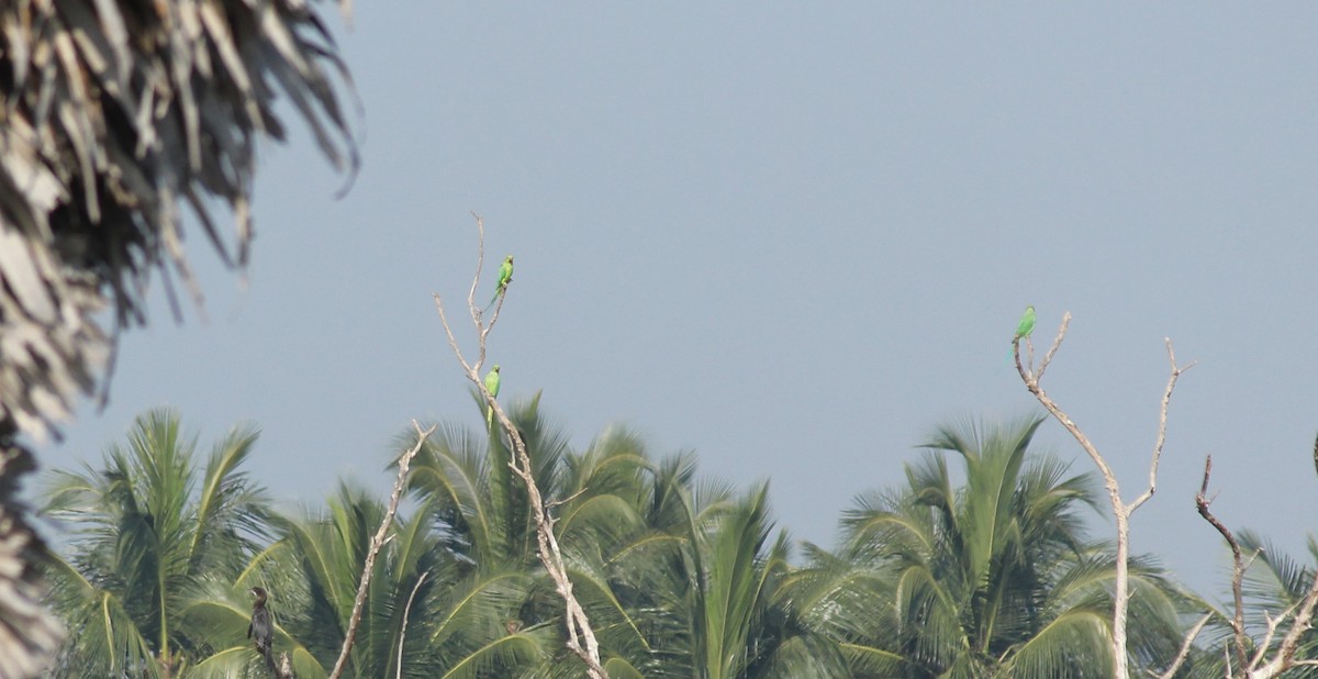 Rose-ringed Parakeet - Shanmugam Kalidass
