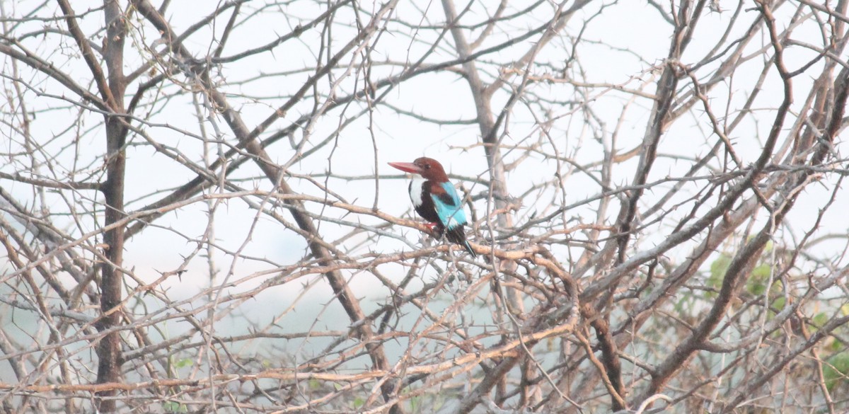 White-throated Kingfisher - Shanmugam Kalidass