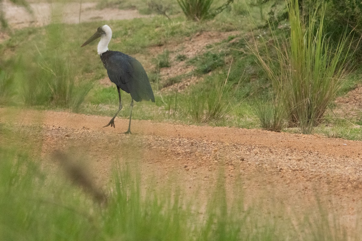 African Woolly-necked Stork - ML228577911