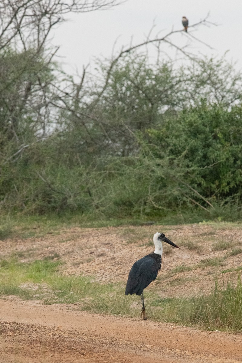 African Woolly-necked Stork - ML228578031