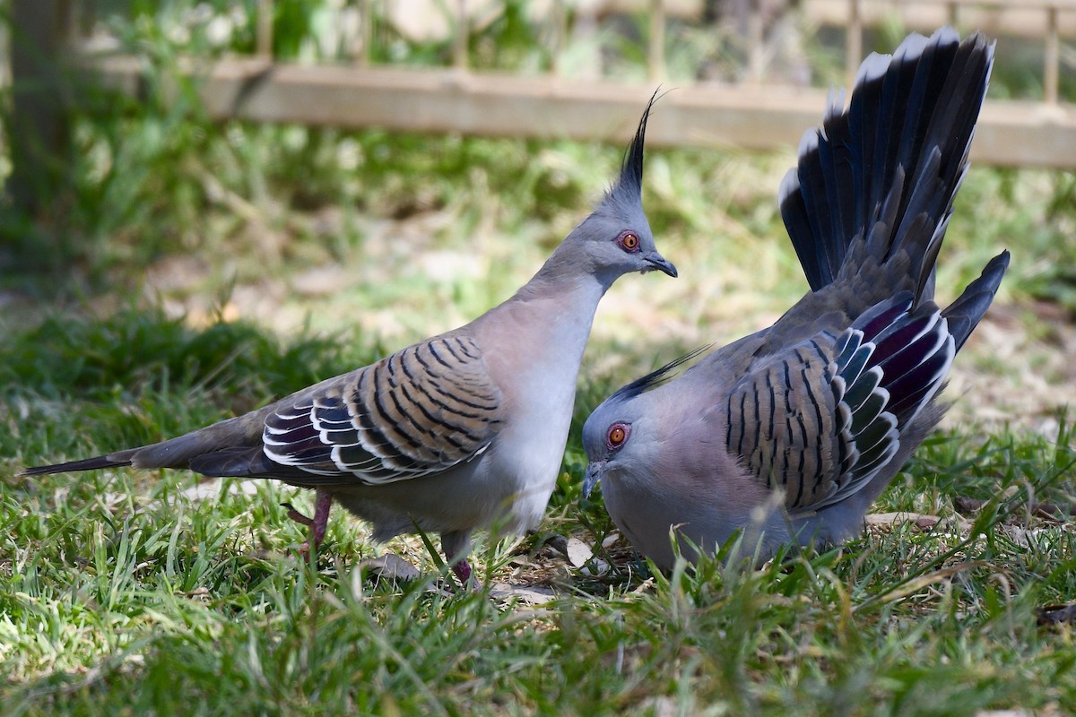 Crested Pigeon - ML228579311