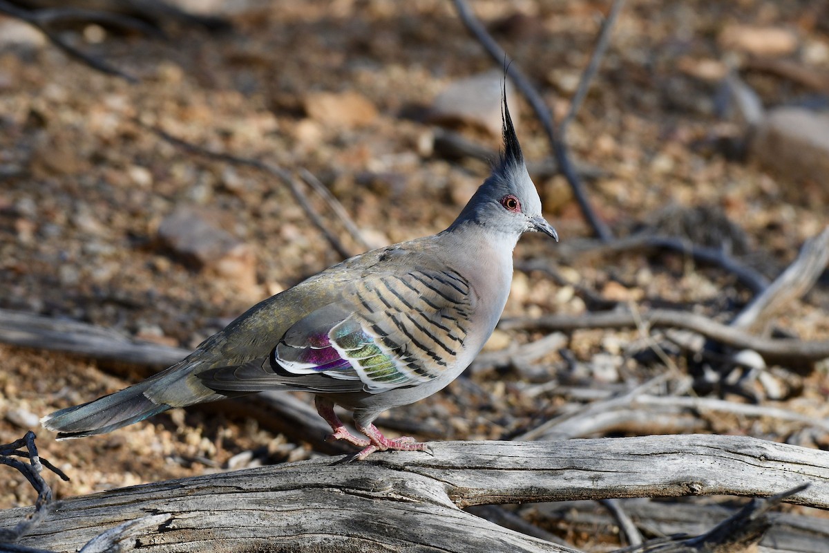 Crested Pigeon - ML228579561