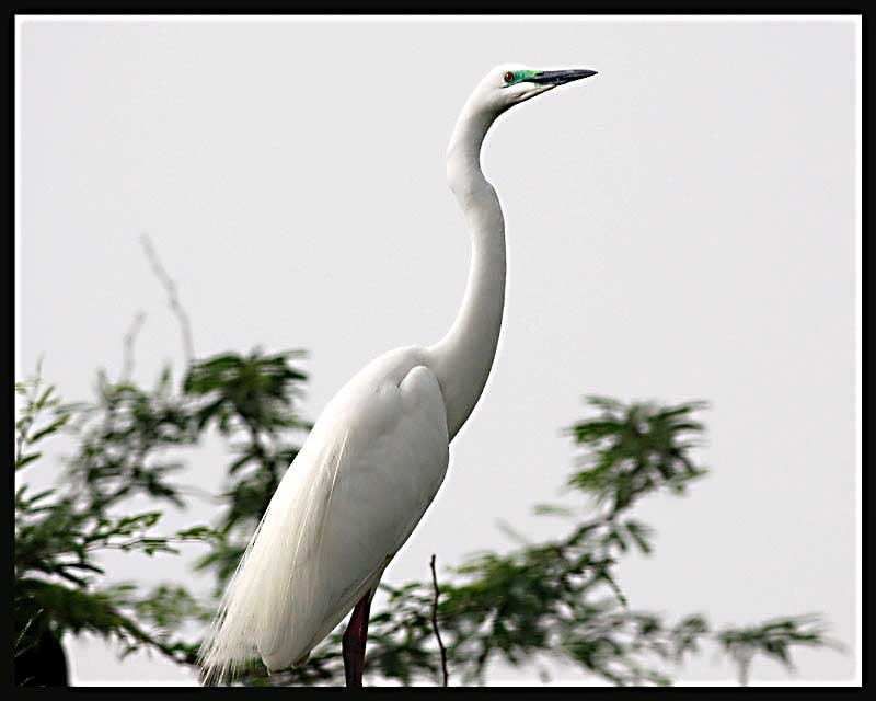 Great Egret - Vinod Gupta