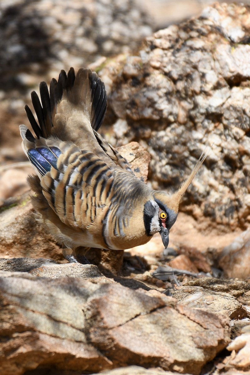 Spinifex Pigeon - ML228579861