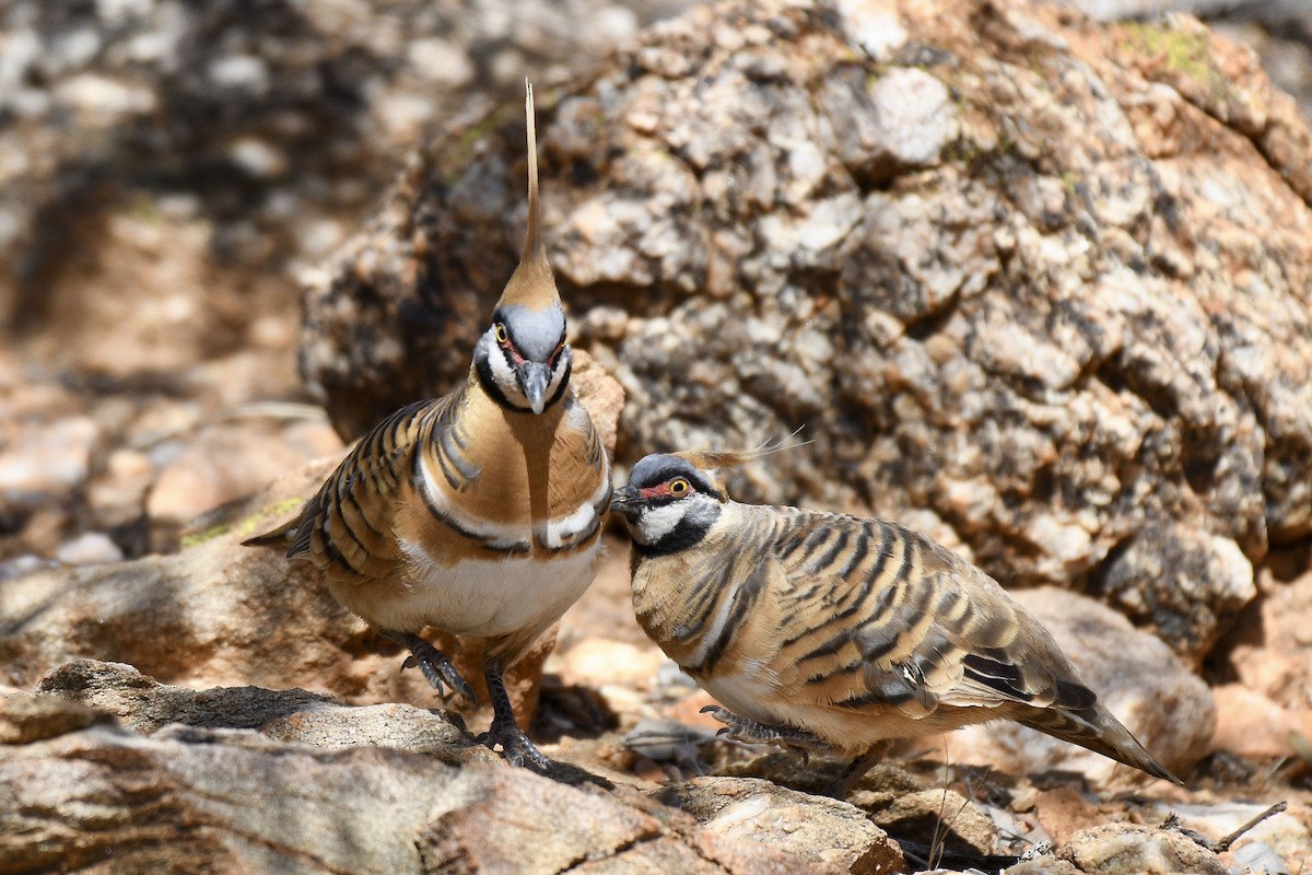 Spinifex Pigeon - ML228579911
