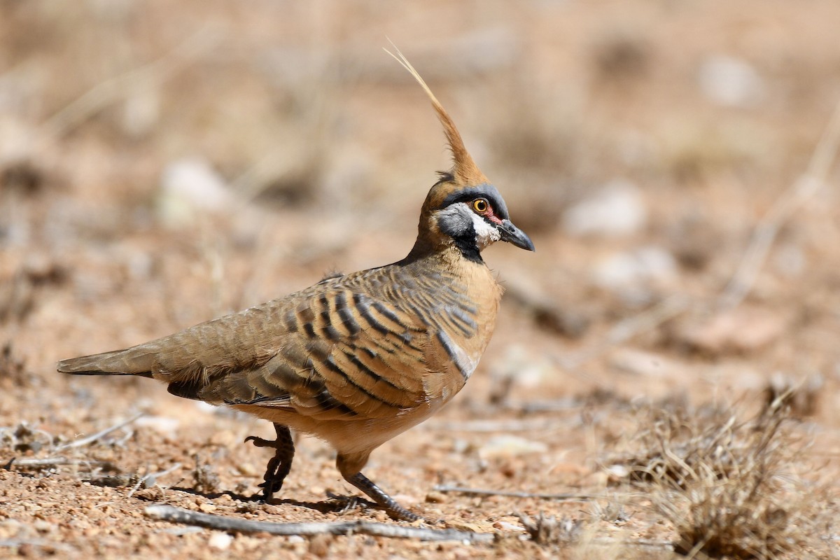 Spinifex Pigeon - ML228579991
