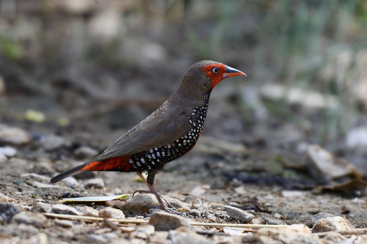 Painted Firetail - ML228580051
