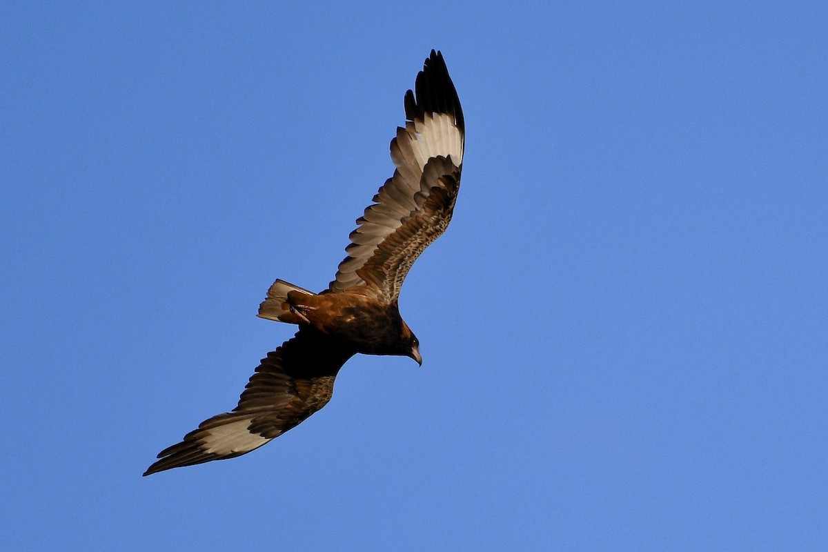 Black-breasted Kite - ML228580901