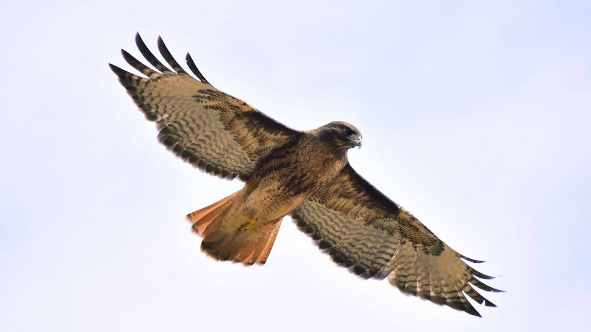 Red-tailed Hawk (calurus/alascensis) - ML228581411