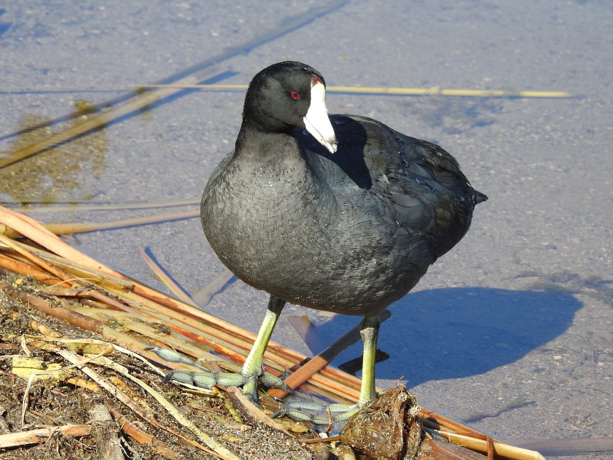 American Coot - Kelly Wright