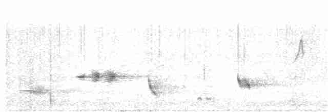 Батіжник вусатий (підвид nigrogularis/oberon) - ML228585211